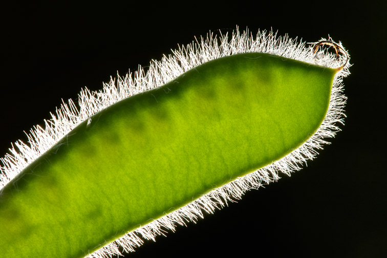 Broom - Cytisus scoparius - close-up of seed pod. Scotland. June 2006